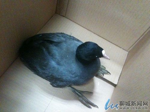 ĳ䡰 ԭǵӹǶ